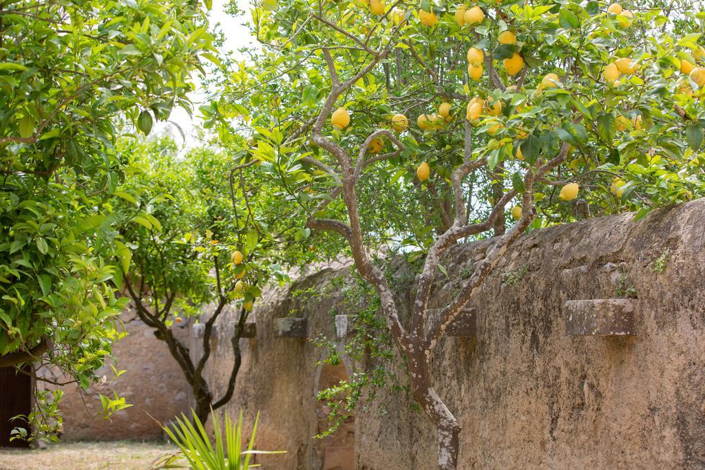 Es Pla De Llodra Séjour à la ferme Manacor (Mallorca)