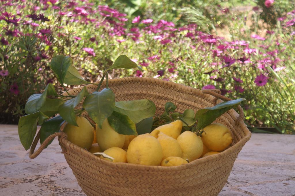 Es Pla De Llodra Séjour à la ferme Manacor (Mallorca)